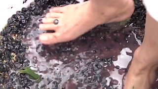 Les vendanges en fête en Haute-Saintonge